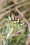 Nodding plumeless thistle